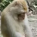 monkeysad
