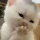 9_catblush 9_catblush