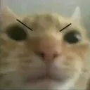 9_catangy