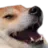 :doggokek: