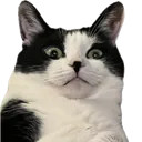 wut