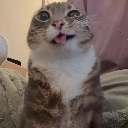 A brown and white tabby cat with wide eyes and its tongue sticking out in a derpy expression.