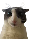 soggercat