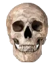 skull