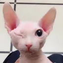 stuartbiggle