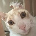 A cat with wide, staring eyes and a tuft of fur on its head looking confused.