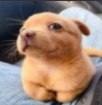 dogsideeye Discord emoji