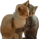catt_hug