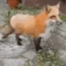 FoxBoom