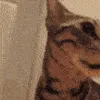 catSHOCKED