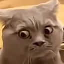 CatShocked2