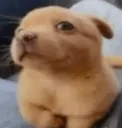 weirddog