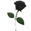 BlackRoseTHL