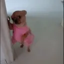 plz