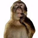 MonkeyErm