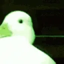 Duckilepsy