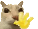 HaiHewo