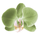 14_greenflower Discord emoji