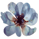 15_flower Discord emoji