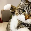 cat_punch