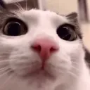 cat_bigeyes
