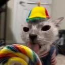 cat_candy