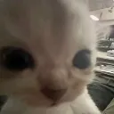 cat_stare