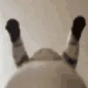 gatoOnyourface