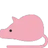 ratpig