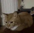boinking