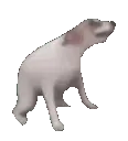 dogdance