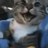 wowie