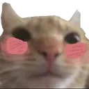 blushingcat
