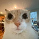 car_stare car_stare