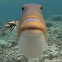 fishfish
