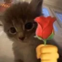 Roseforupookie