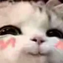 AUI_cat_uwu