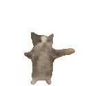 excitedcat