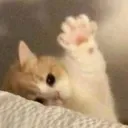 CatWave
