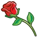 01rose2