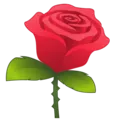 01rose7