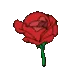 01rose16