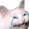 catcry catcry