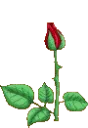 01rose11