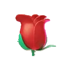 01rose10