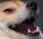 Doggolaugh