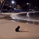 sad_cat