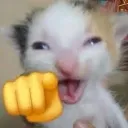 catlaugh