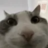 catstare