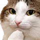 ThinkingCat